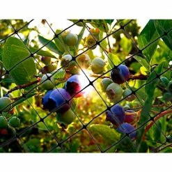 Bird-X 100 ft. x 14 ft. Structural Bird Netting -Everbilt Sales Store bird x animal barriers net str 100 44 1000