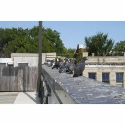 Bird-X Original Stainless Steel Bird Spikes 100 ft. Pigeons Starlings Blackbirds Seagulls 6 in. Coverage -Everbilt Sales Store bird x animal barriers sts 100 fa 1000