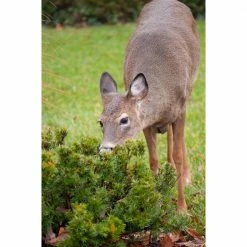 Bird-X Deer Gard Electronic Pest Repeller Deer Repellent -Everbilt Sales Store bird x animal repellents dg 31 1000