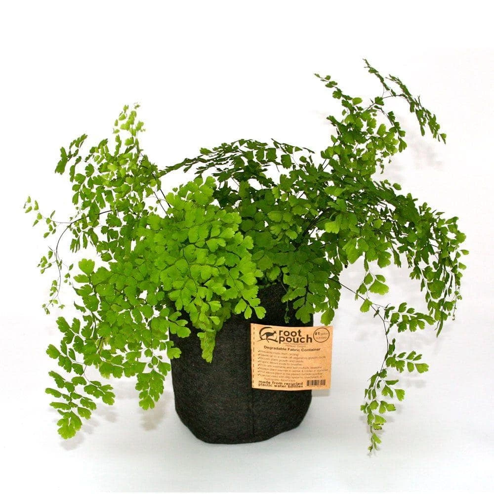 Root Pouch Breathable Fabric Planting Containers and Pots 10 gal. Planter with Handles (5-Pack) 5 Root Pouch Breathable Fabric Planting Containers and Pots 10 gal. Planter with Handles (5-Pack) - Image 5