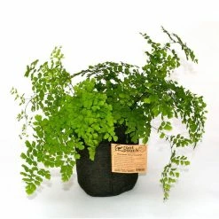 Root Pouch 3 Gal. Breathable Fabric Planting Containers and Pots 3 Gal. Planter in Charcoal (25-Pack) -Everbilt Sales Store charcoal root pouch grow bags c300 03 31 1000