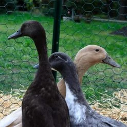 Everbilt 1 in. x 2 ft. x 25 ft. PVC Coated Poultry Netting -Everbilt Sales Store everbilt chicken wire 308452eb 1f 1000