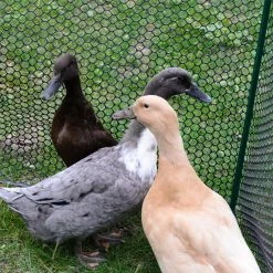 Everbilt 3/4 in. x 3 ft. x 25 ft. Black Plastic Poultry Fence -Everbilt Sales Store everbilt chicken wire 889240eb 1f 1000