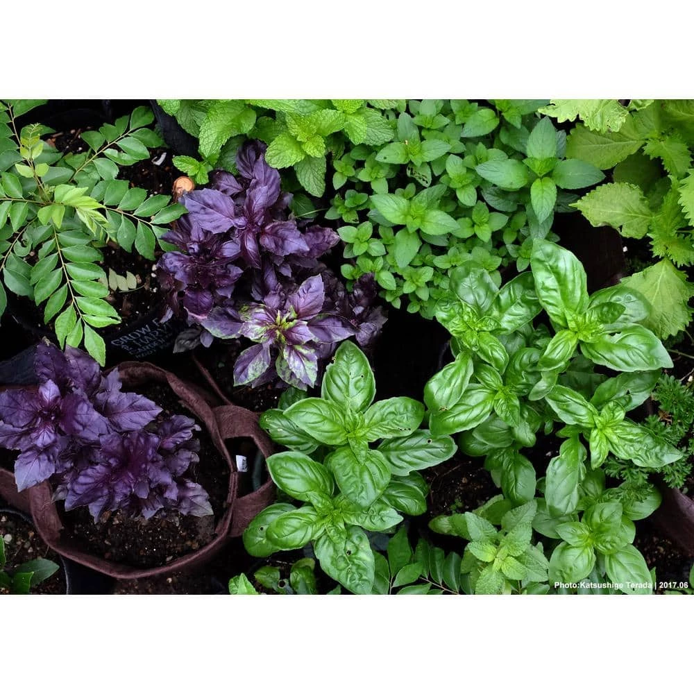 Root Pouch 2 Gal. Boxer Forest Green Breathable Fabric Planting Containers and Pots Planter (10-Pack) 5 Root Pouch 2 Gal. Boxer Forest Green Breathable Fabric Planting Containers and Pots Planter (10-Pack) - Image 5