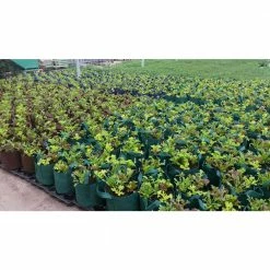 Root Pouch Breathable 7 Gal. Forest Fabric Boxer Planting Containers and Pots Planter with Handles (5-Pack) -Everbilt Sales Store forest green root pouch grow bags bf900 07h 4f 1000