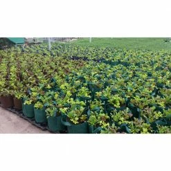 Root Pouch Breathable 15 Gal. Forest Green Fabric Boxer Planting Containers and Pots Planter with Handles (5-Pack) -Everbilt Sales Store forest green root pouch grow bags bf900 15h 4f 1000