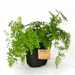 Root Pouch 3 Gal. Grey Breathable Fabric Planting Container (10-Pack) -Everbilt Sales Store gray root pouch grow bags g200 03 31 1000