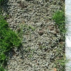 GreenView 10 lb. Fairway Formula Seed Success Biodegradable Mulch with Fertilizer -Everbilt Sales Store greenview lawn fertilizers 2329826 44 1000