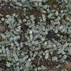 GreenView 10 lb. Fairway Formula Seed Success Biodegradable Mulch with Fertilizer -Everbilt Sales Store greenview lawn fertilizers 2329826 fa 1000