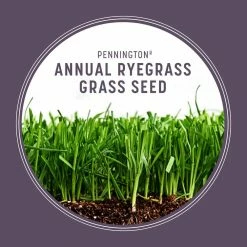 Pennington 10 lb. Annual Ryegrass Seed -Everbilt Sales Store pennington grass seed 100082632 40 1000