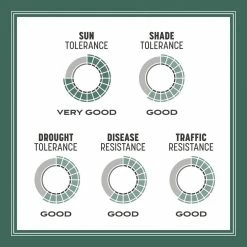 Pennington 7 lbs. KY 31 Fescue Grass Seed -Everbilt Sales Store pennington grass seed 100516051 66 1000