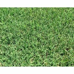 Pennington 35 lb. One Step Complete for Bermudagrass Areas with Mulch, Grass Seed, Fertilizer Mix -Everbilt Sales Store pennington grass seed 100522291 31 1000