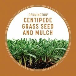 Pennington 5 lbs. Centipede Grass Seed and Mulch 14 Pennington 5 lbs. Centipede Grass Seed and Mulch -Everbilt Sales Store pennington grass seed 100532365 40 1000
