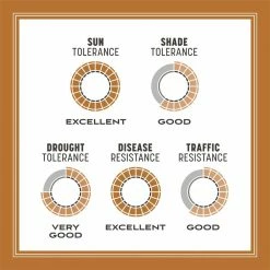 Pennington 5 lbs. Centipede Grass Seed and Mulch 15 Pennington 5 lbs. Centipede Grass Seed and Mulch -Everbilt Sales Store pennington grass seed 100532365 a0 1000