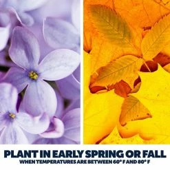 Pennington 35 lbs. Sun and Shade Lawn Booster with Smart Seed, Fertilizer and Soil Enhancers 17 Pennington 35 lbs. Sun and Shade Lawn Booster with Smart Seed, Fertilizer and Soil Enhancers -Everbilt Sales Store pennington grass seed 100540513 76 1000