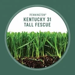 Pennington 20 lbs. KY 31 Fescue Grass Seed -Everbilt Sales Store pennington grass seed 100543701 40 1000