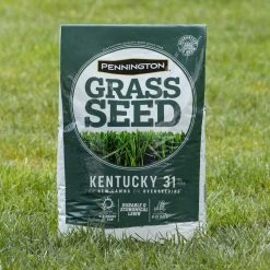 Pennington 20 lbs. KY 31 Fescue Grass Seed -Everbilt Sales Store pennington grass seed 100543701 fa 1000