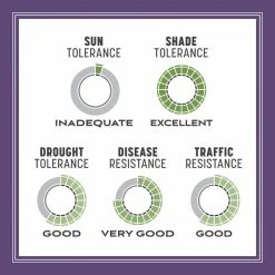 Pennington Smart Seed 7 lbs. Dense Shade Grass Seed and Fertilizer -Everbilt Sales Store pennington grass seed 100543703 66 1000