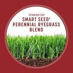Pennington Smart Seed 3 lbs. Perennial Ryegrass Grass Seed Blend -Everbilt Sales Store pennington grass seed 100543717 40 1000