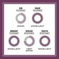 Pennington The Rebels 7 lbs. Shady Lawn Grass Seed Mix -Everbilt Sales Store pennington grass seed 100543726 a0 1000