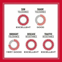 Pennington The Rebels 3 lbs. Tall Fescue Grass Seed Blend -Everbilt Sales Store pennington grass seed 100543728 a0 1000