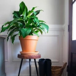 Pennington 9.5 in. Terra Cotta Clay Saucer -Everbilt Sales Store pennington planter saucers 100043041 c3 1000