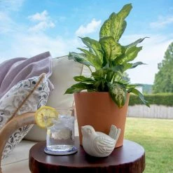 Pennington 7.5 in. Cabo Flair Terra Cotta Clay Pot -Everbilt Sales Store terra cotta pennington plant pots 100523387 44 1000